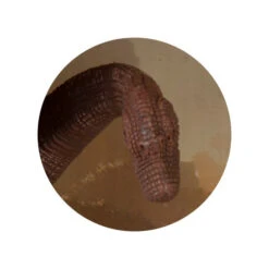 Rabatt Spielzeug Geschäft -Rabatt Spielzeug Geschäft 4016096242237 dinosaurier b 24223 b 24220 01